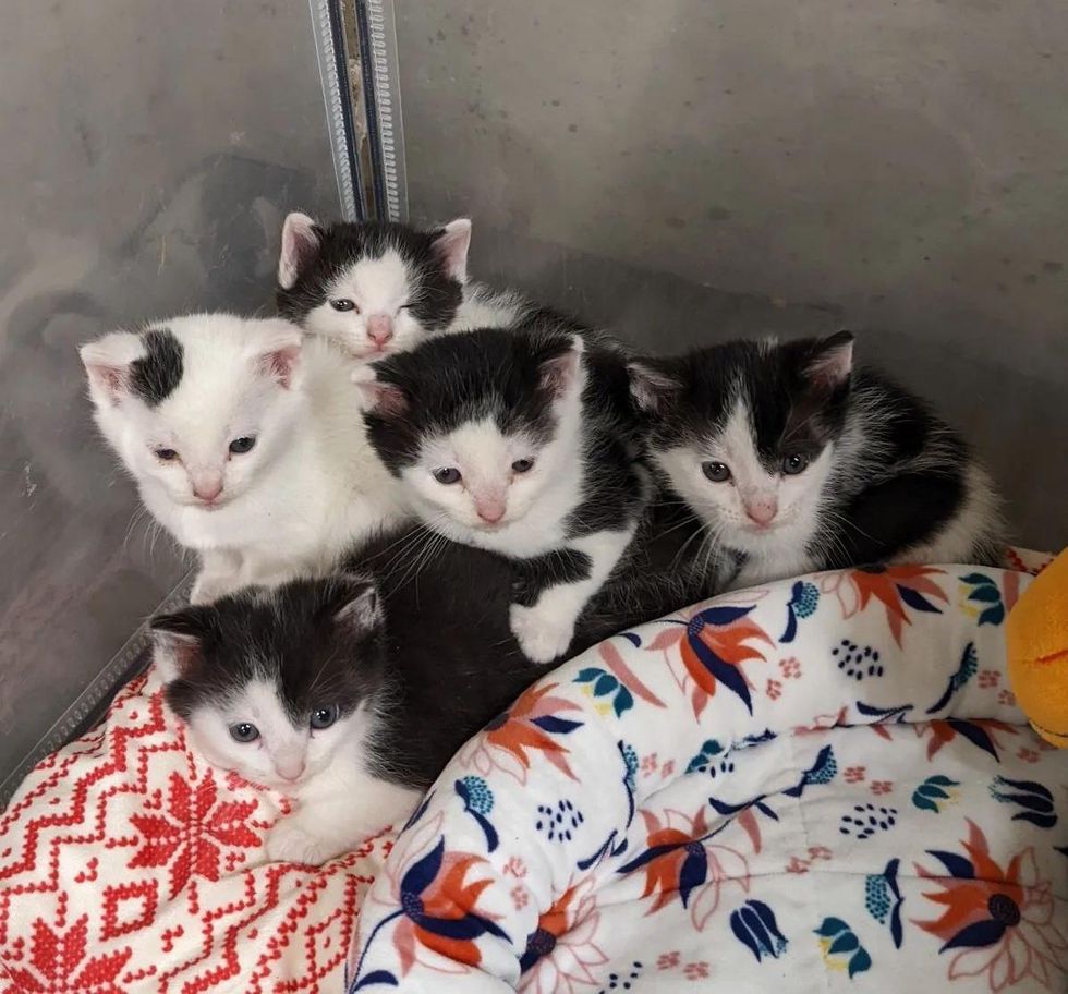kittens cuddling together