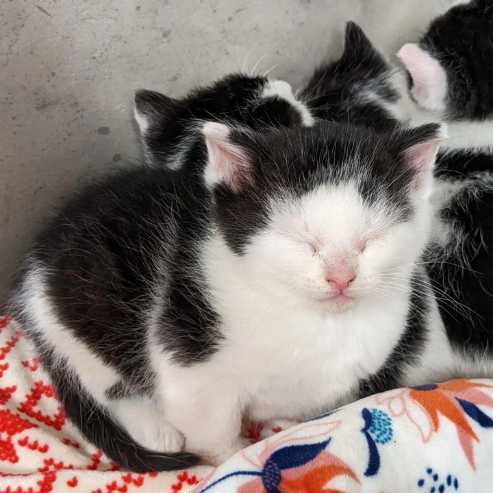 cow kitten sleeping