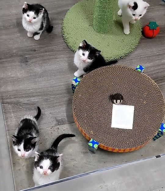kittens want breakfast