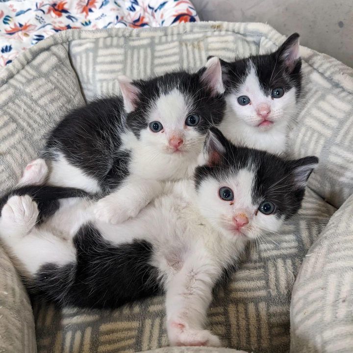 kittens cow markings