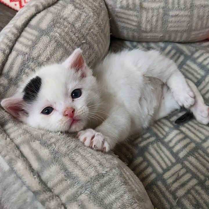 sweet kitten