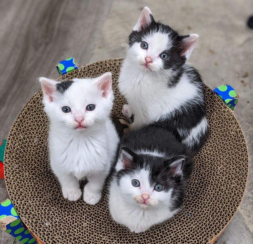 cute kitten siblings