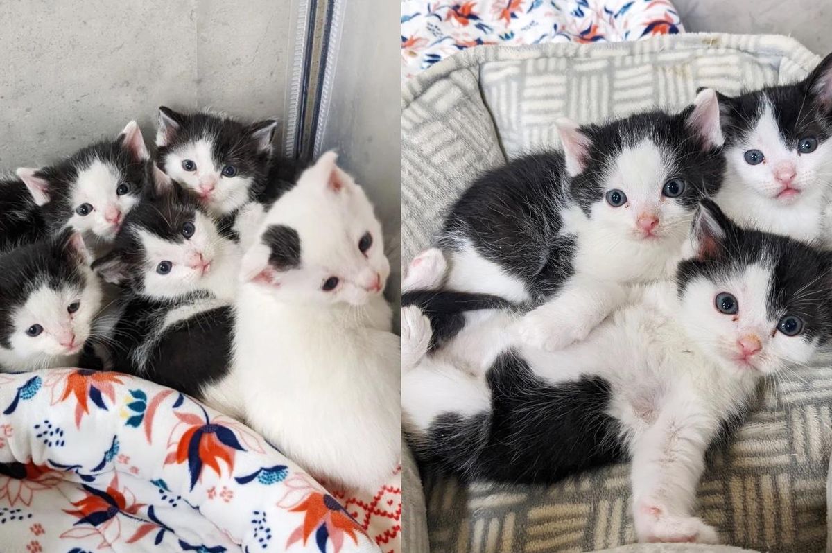5 Kittens Come Out of Their Shells Together When They Realize They are in Good Hands