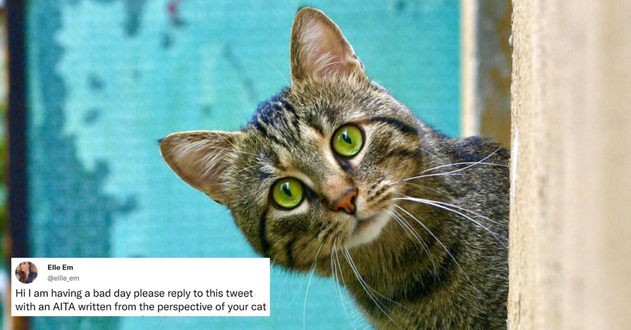 Twitter Users Are Writing 'Am I The A**hole' Posts From The Perspective Of Their Cats—And It's Everything