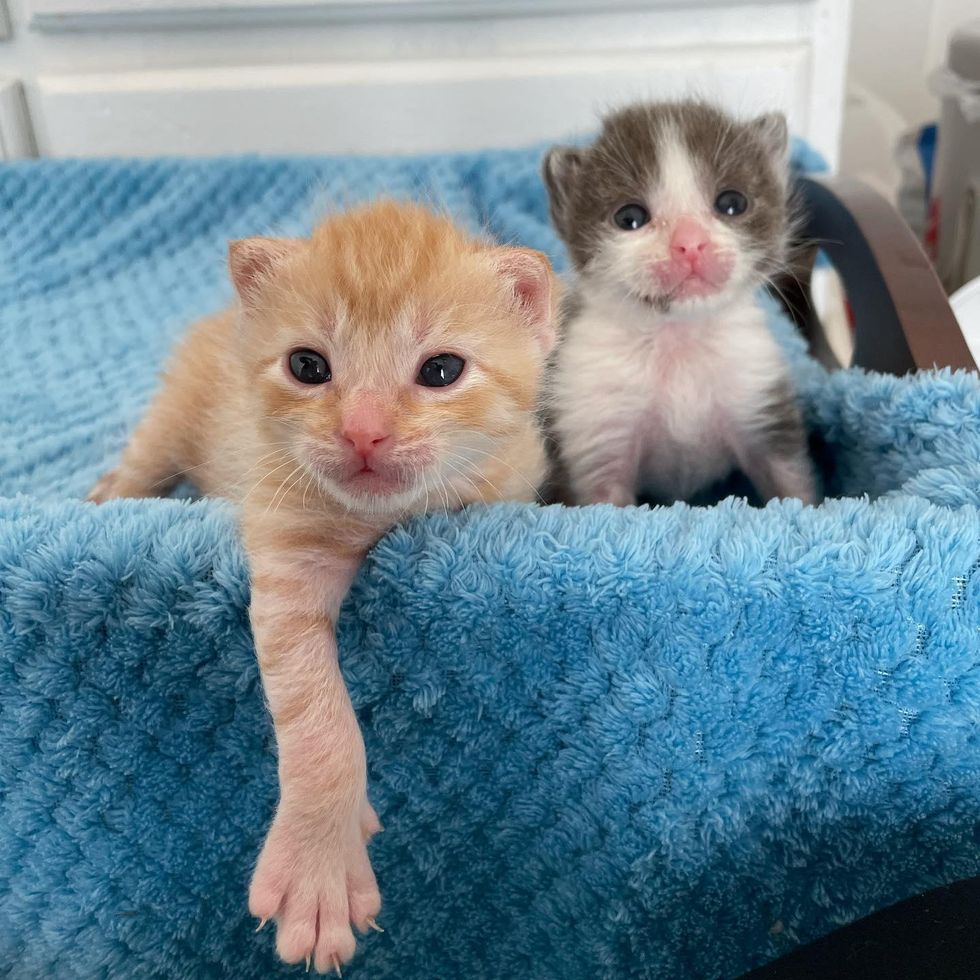 kittens siblings
