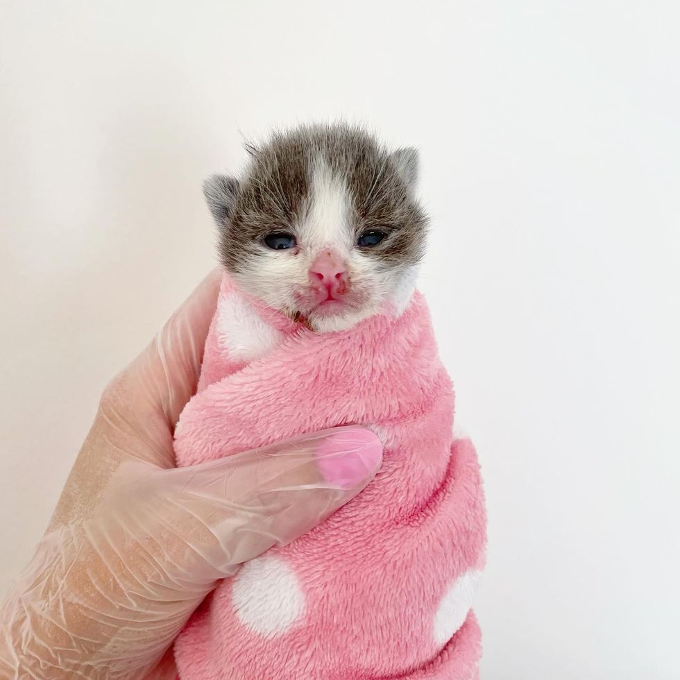 purrito kitten