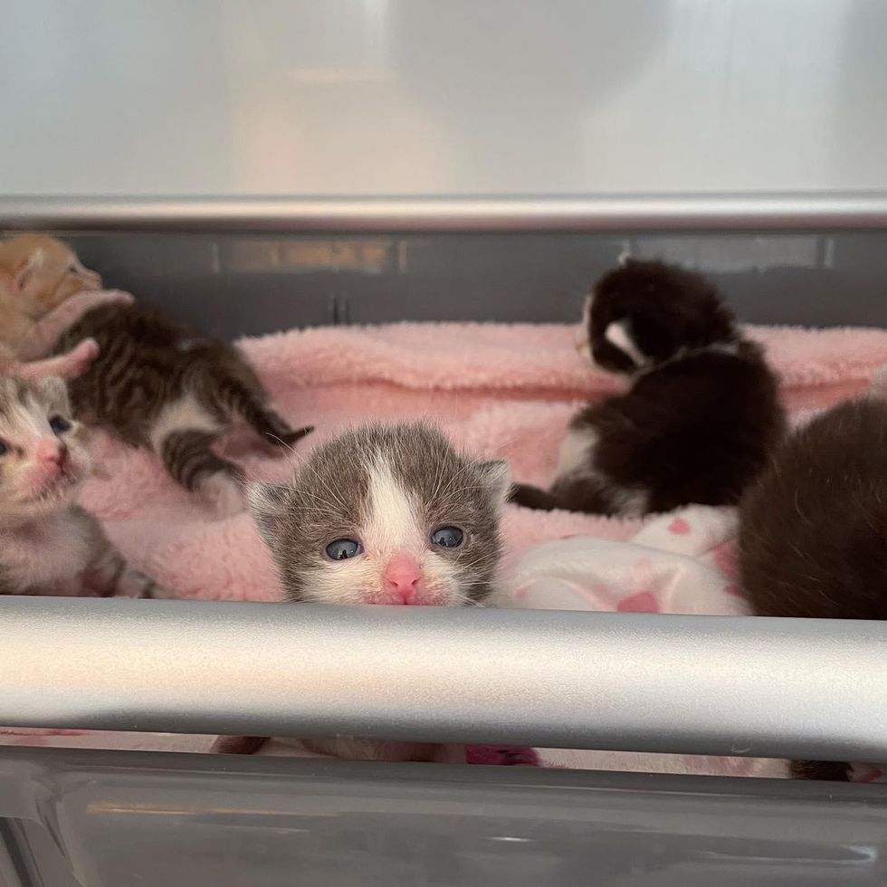 tiny incubator kittens
