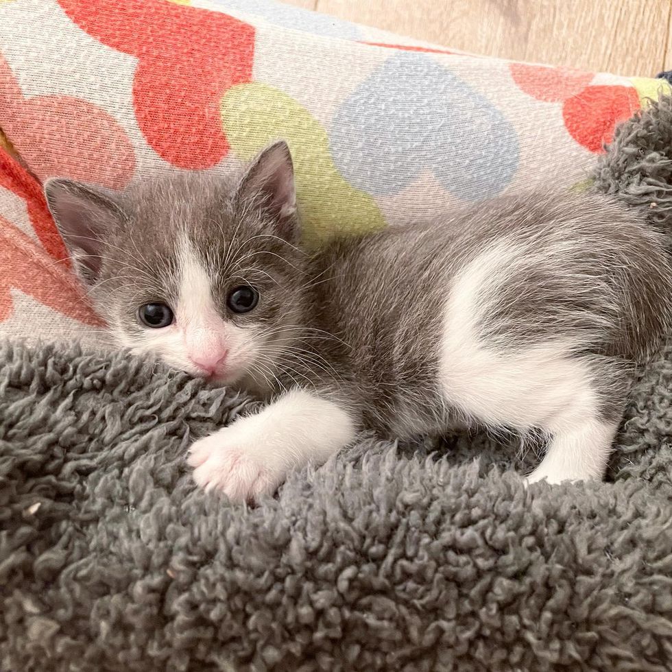 Kitten Catches Up to Her Littermates with Her Fierce Will Despite All