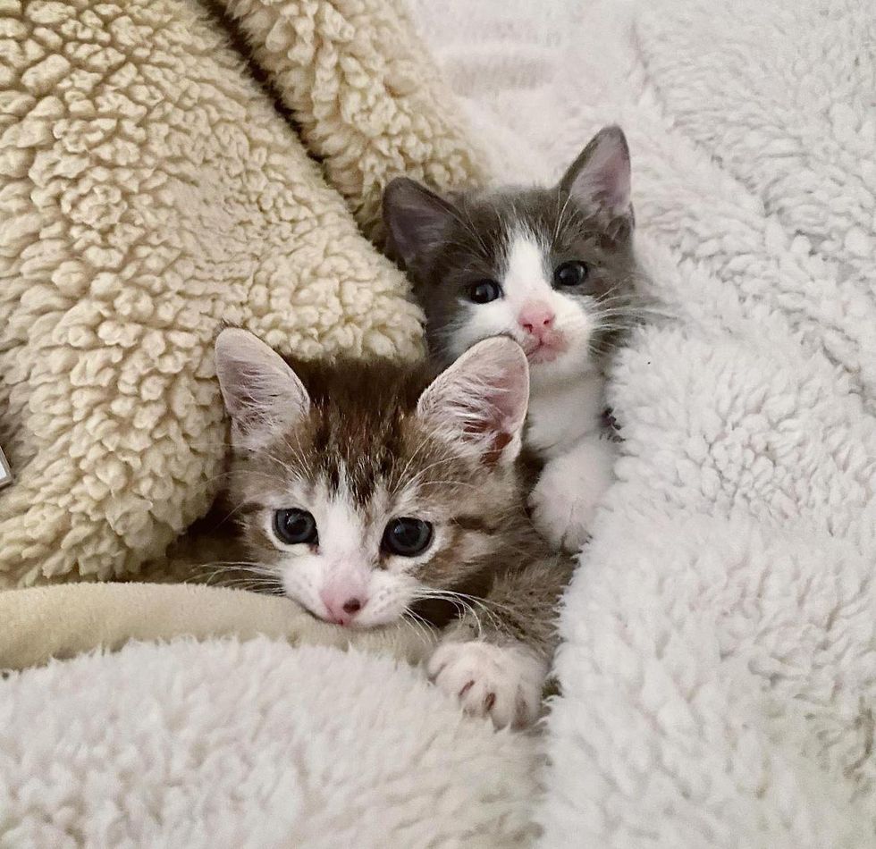 bonded kittens