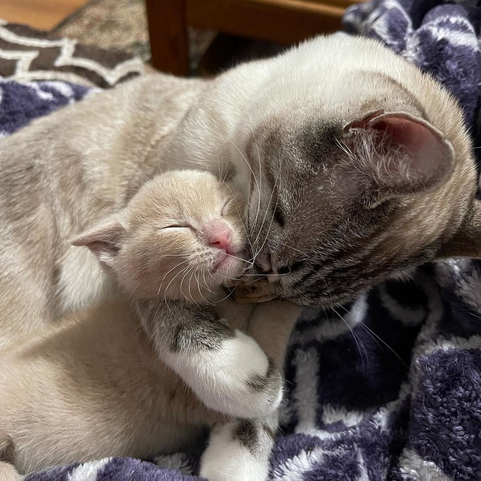 cat bathes kitten