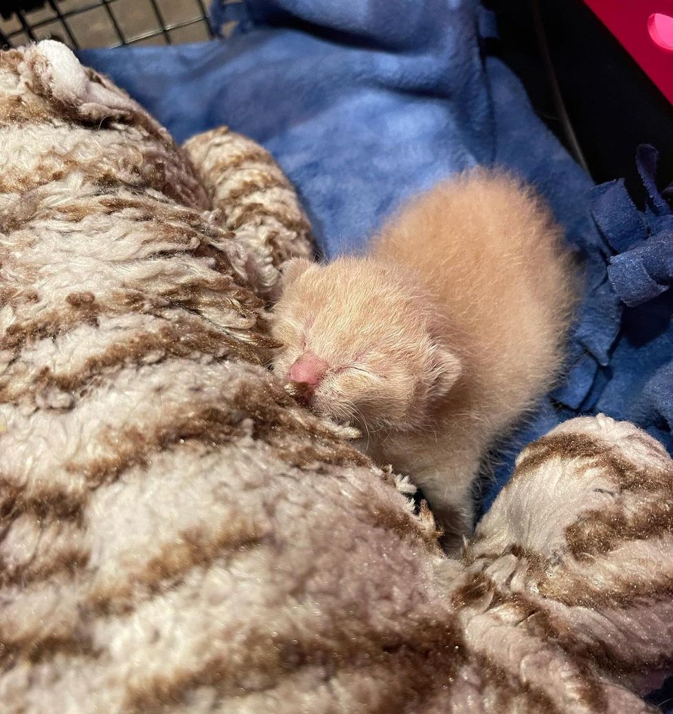 tiny rescued kitten