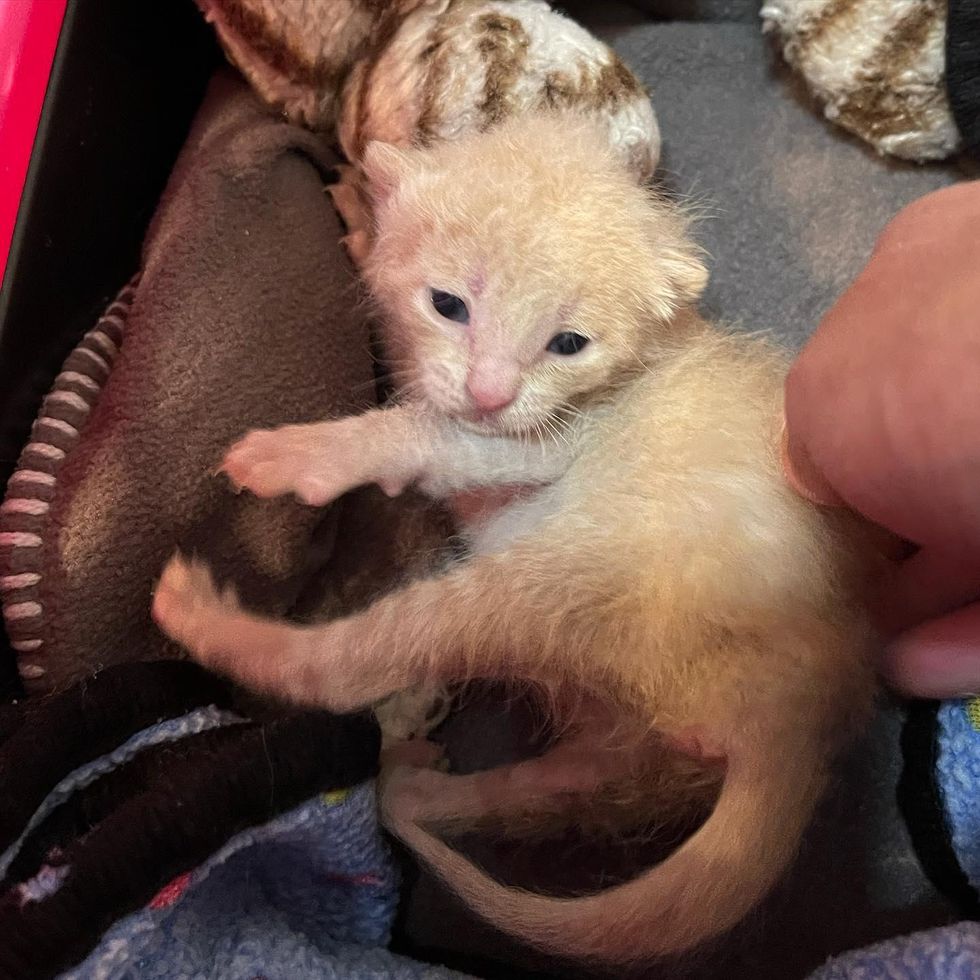 orange kitten