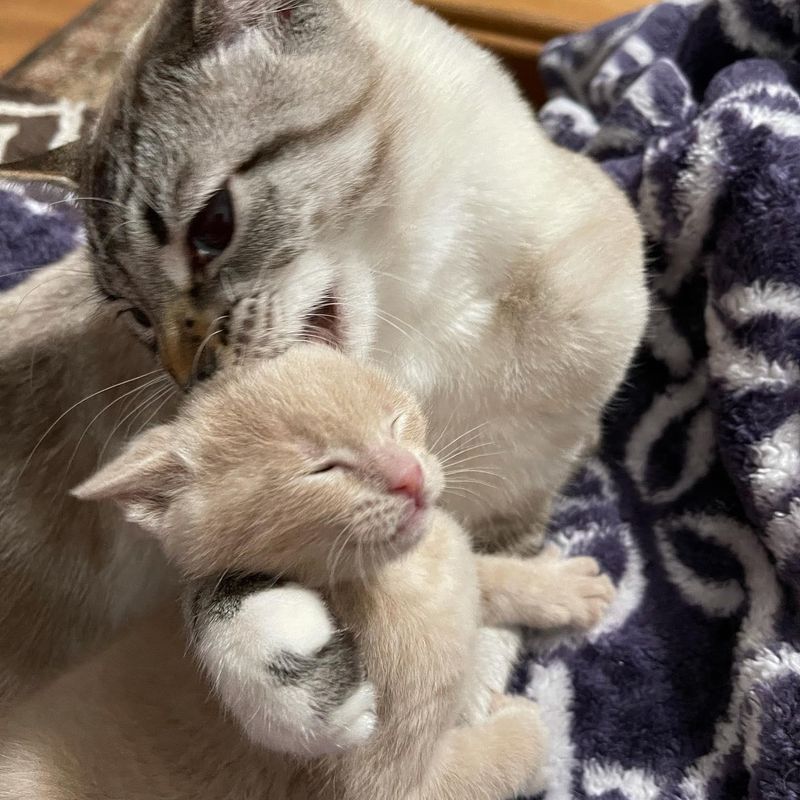 cat hugs kitten