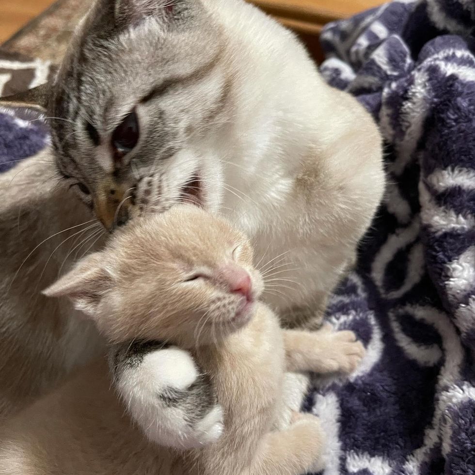 Kitten Melts into Cat Who Accepts Her as His Own, and Can't Get Enough ...