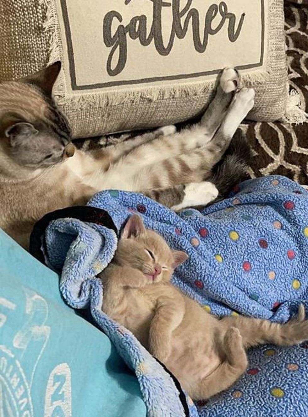 napping cat kitten