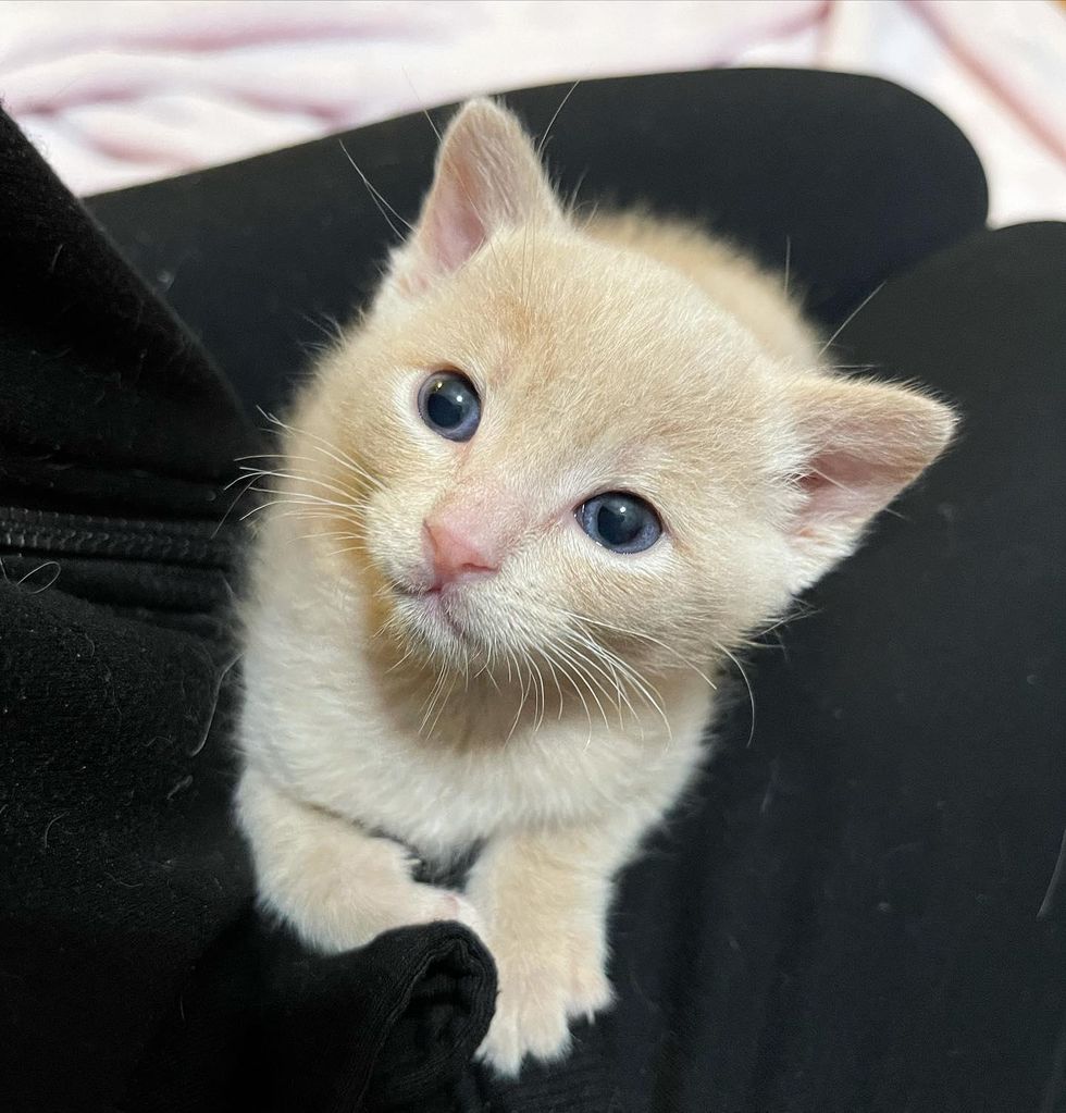 sweet lap kitten