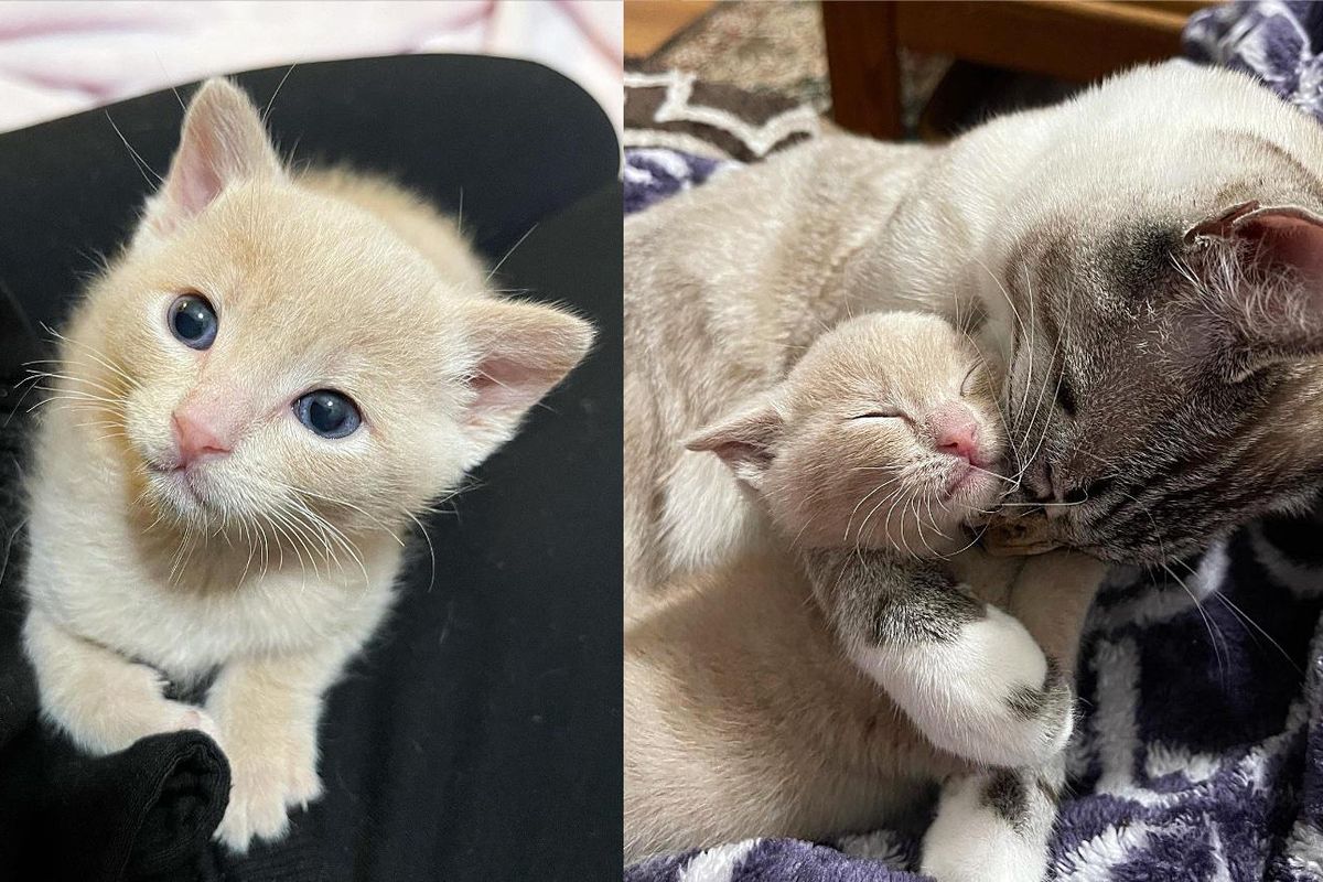 Kitten Melts into Cat Who Accepts Her as His Own, and Can't Get Enough of His Attention