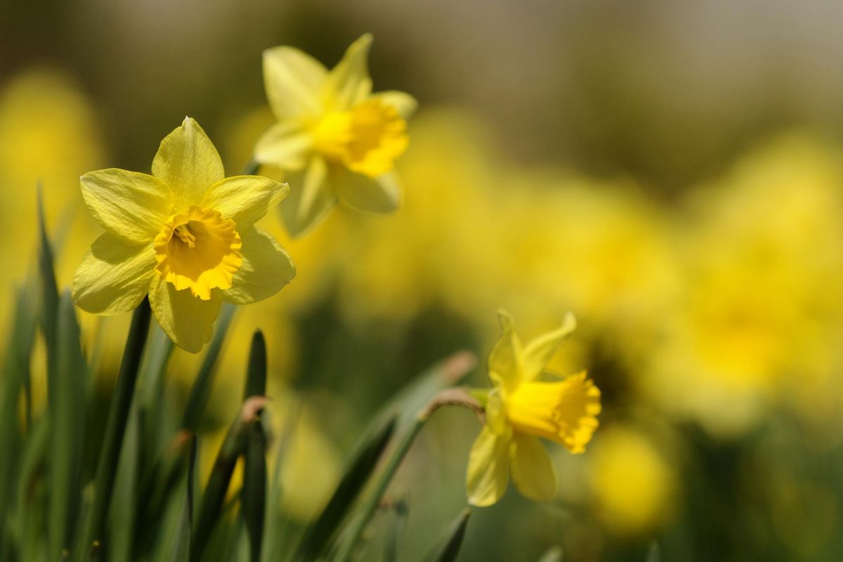 Testa reclinata ma molto vanitosi. La primavera è una sfilata di narcisi