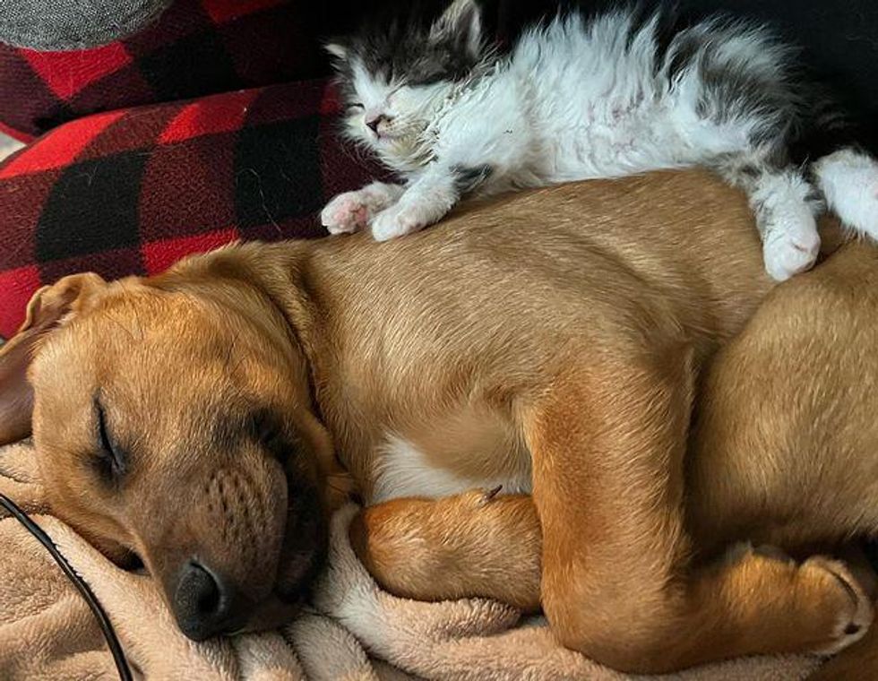 puppy kitten friends