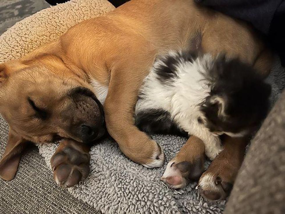 puppy kitten snuggling