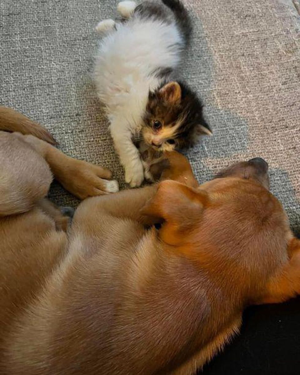 bonded kitten puppy