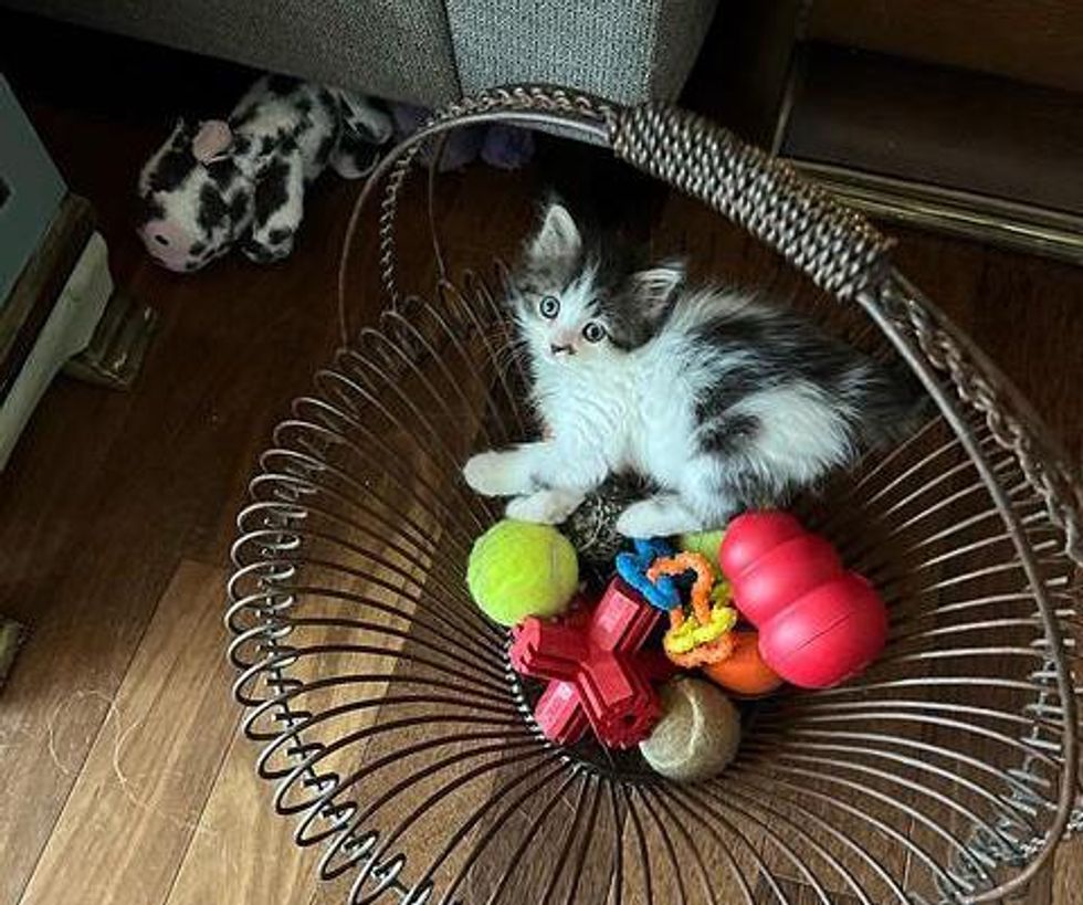 fluffy kitten and toys