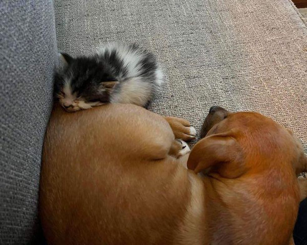 kitten puppy best friends