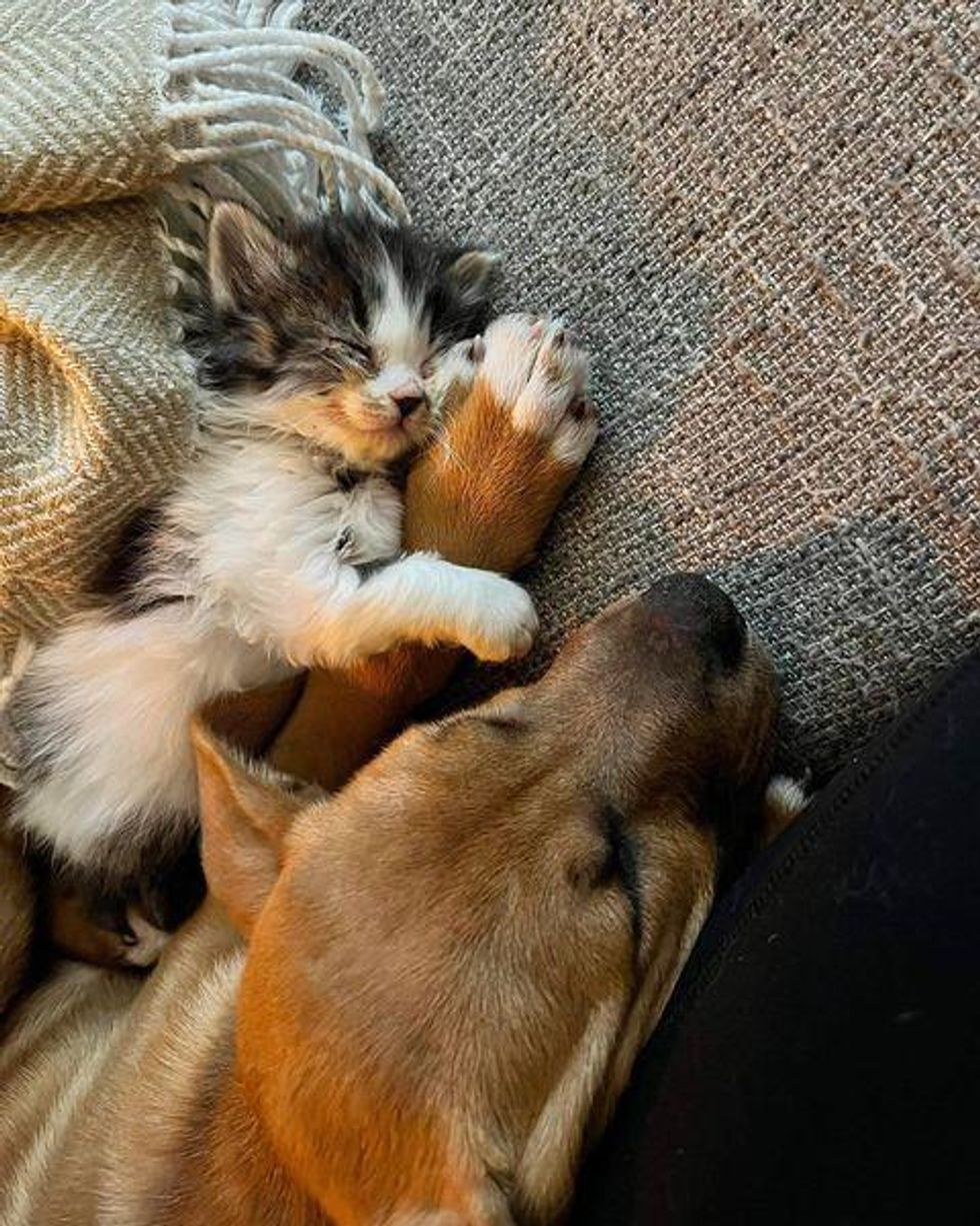 best friends kitten dog