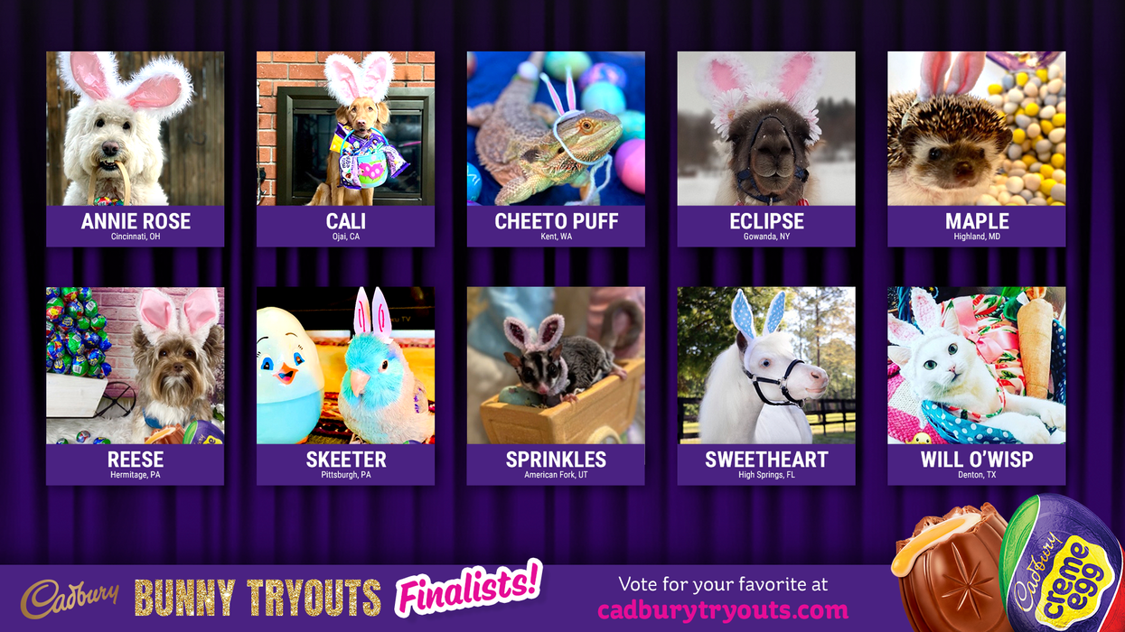 Hedgehog, llama and more adorable pets finalists in this year's 'Cadbury Bunny Tryouts'