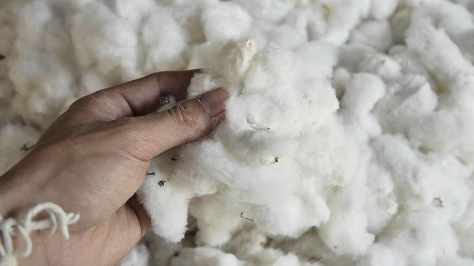 Cotton Dust