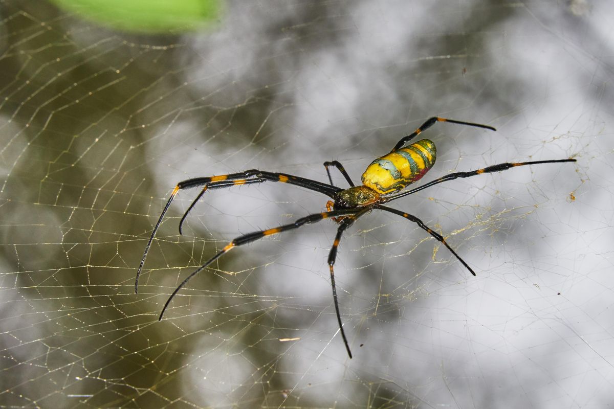 Researchers Warn of Large Flying Jorō Spider Invasion - PAPER