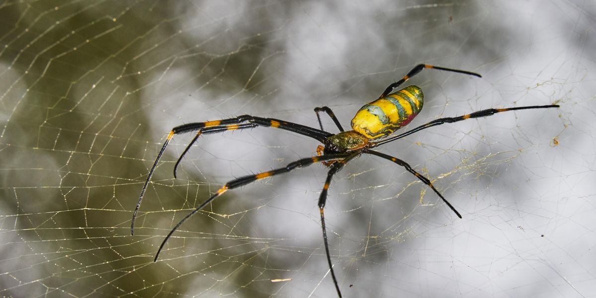 Giant Spiders Are Raining Down on the East Coast