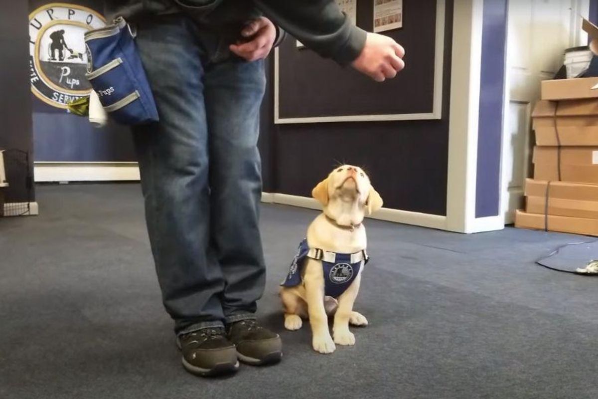This cute yellow lab will be Maine's first official courthouse therapy dog