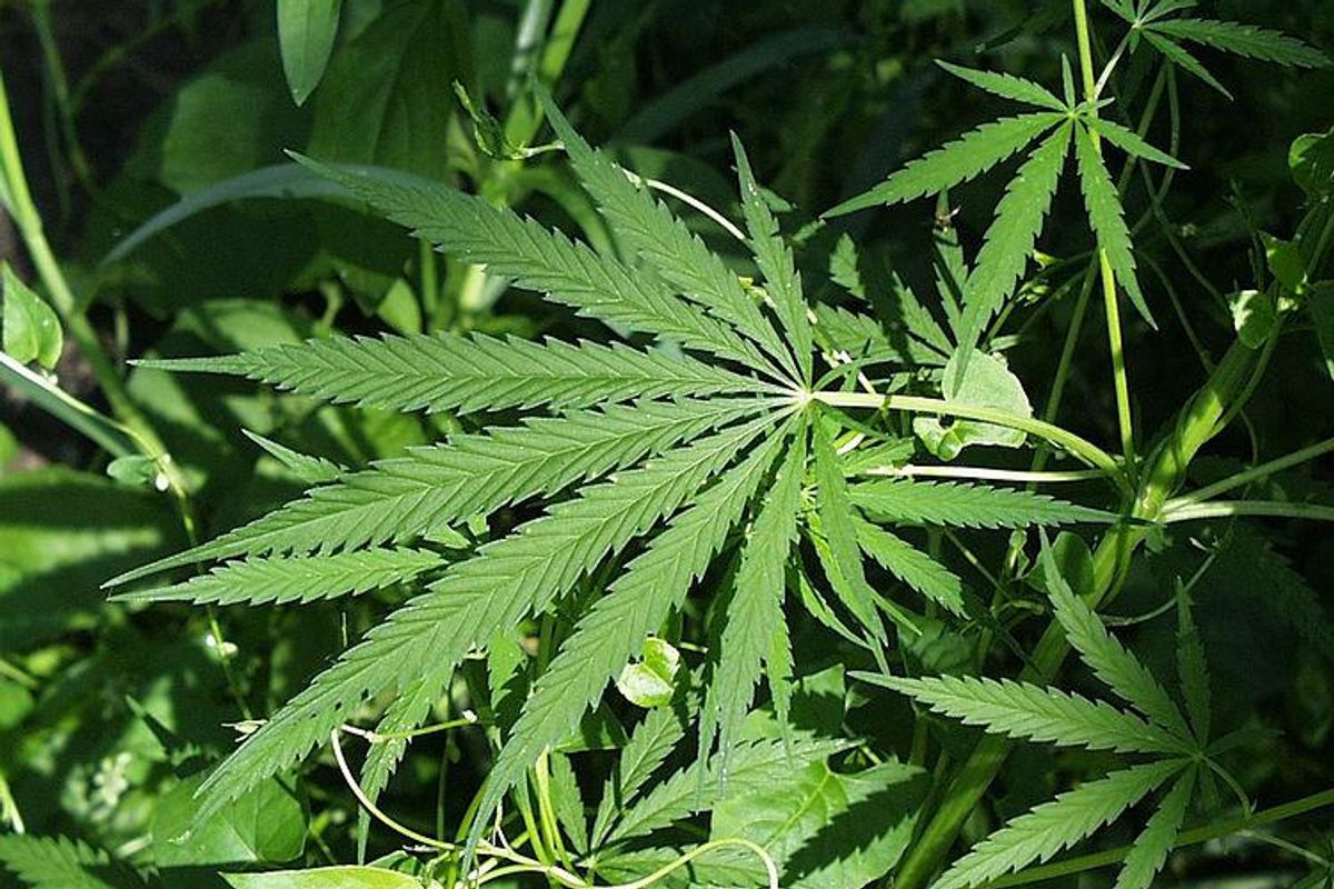 New Yorkers With Marijuana Convictions To Get First Dibs On Pot Shop Licenses