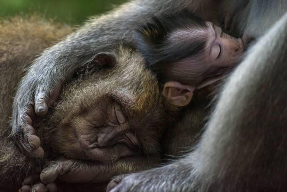 Long-tailed Macaques