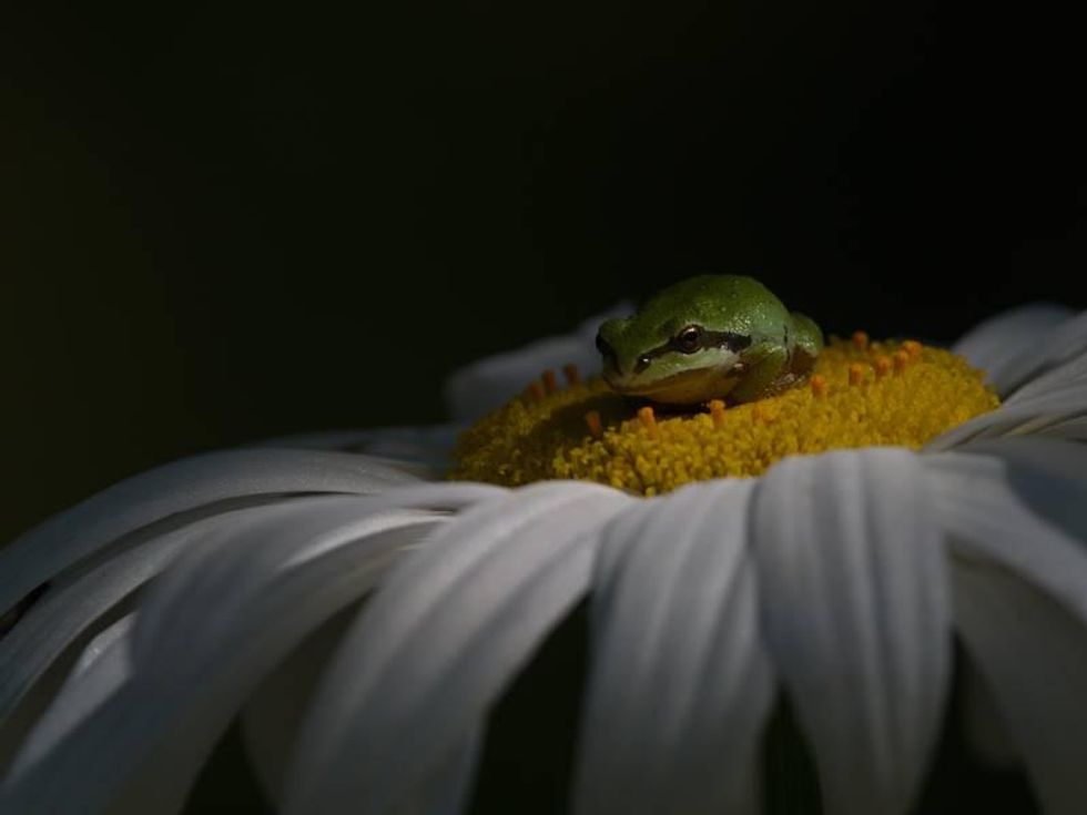 A tiny Pacific Tree Frog sits ⁣on ⁤a ‍flower.