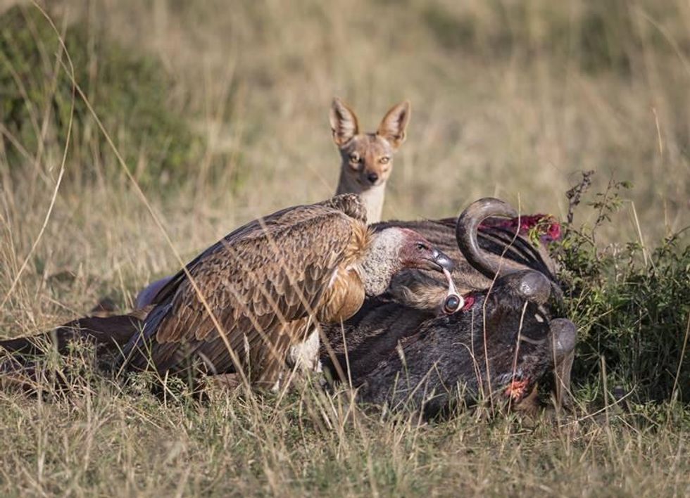 A wildebeest's eyes are being eaten by a vulture.