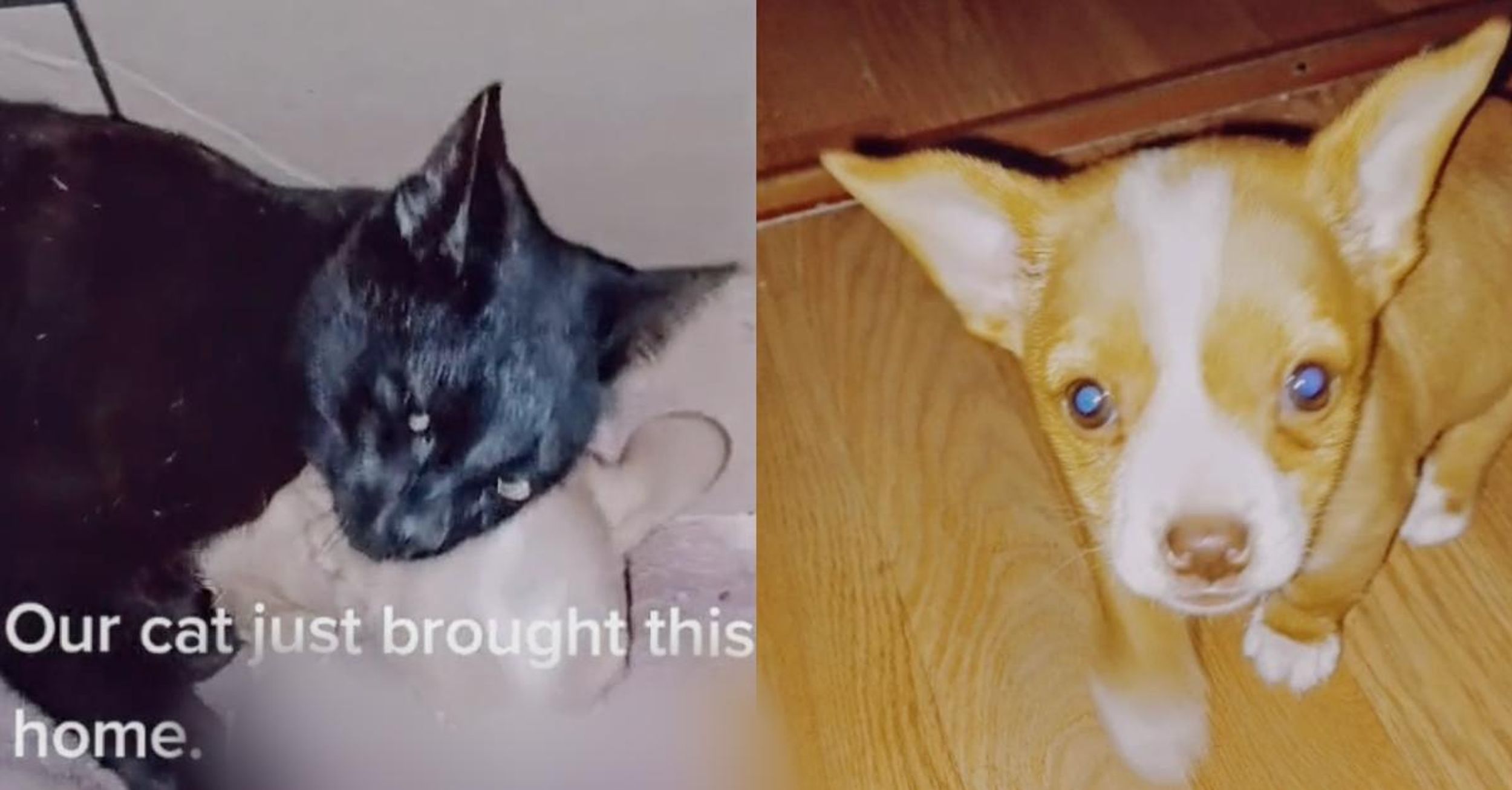TikToker Stunned After Cat Brings Home 'Huge Rat' In Its Mouth—But It Turns Out To Be A Puppy