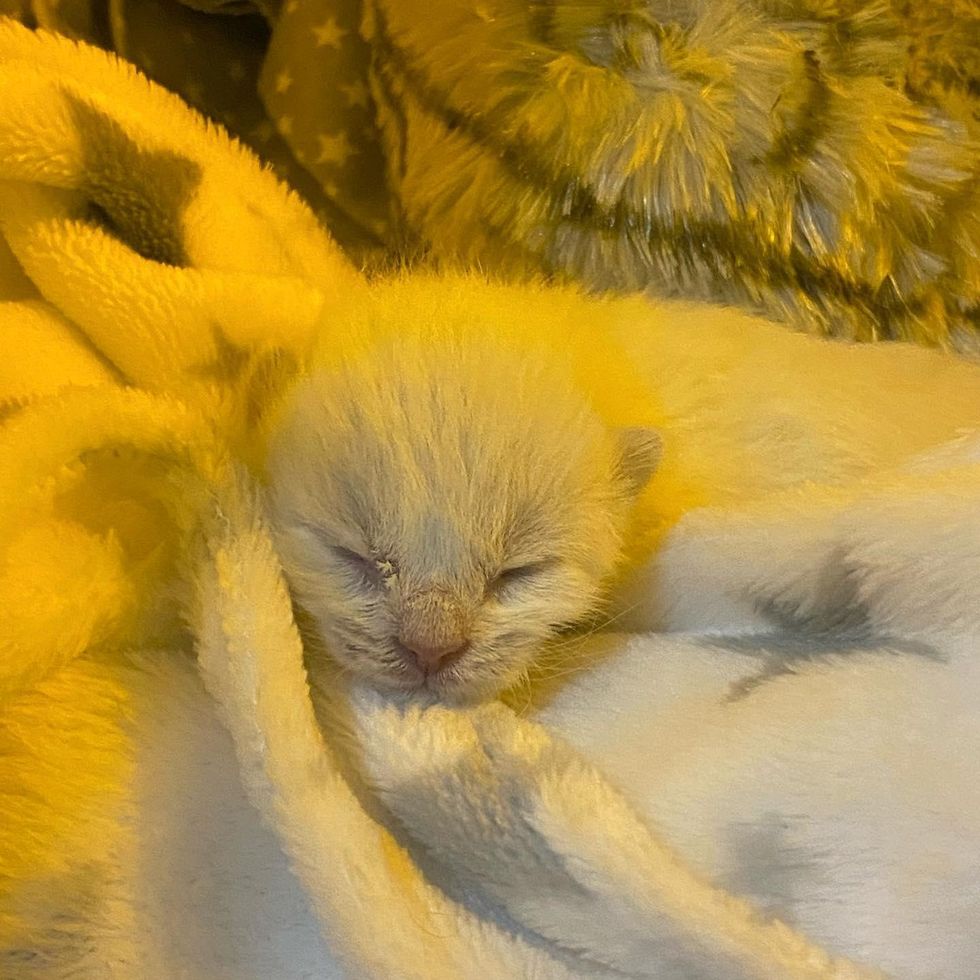 tiny kitten blanket