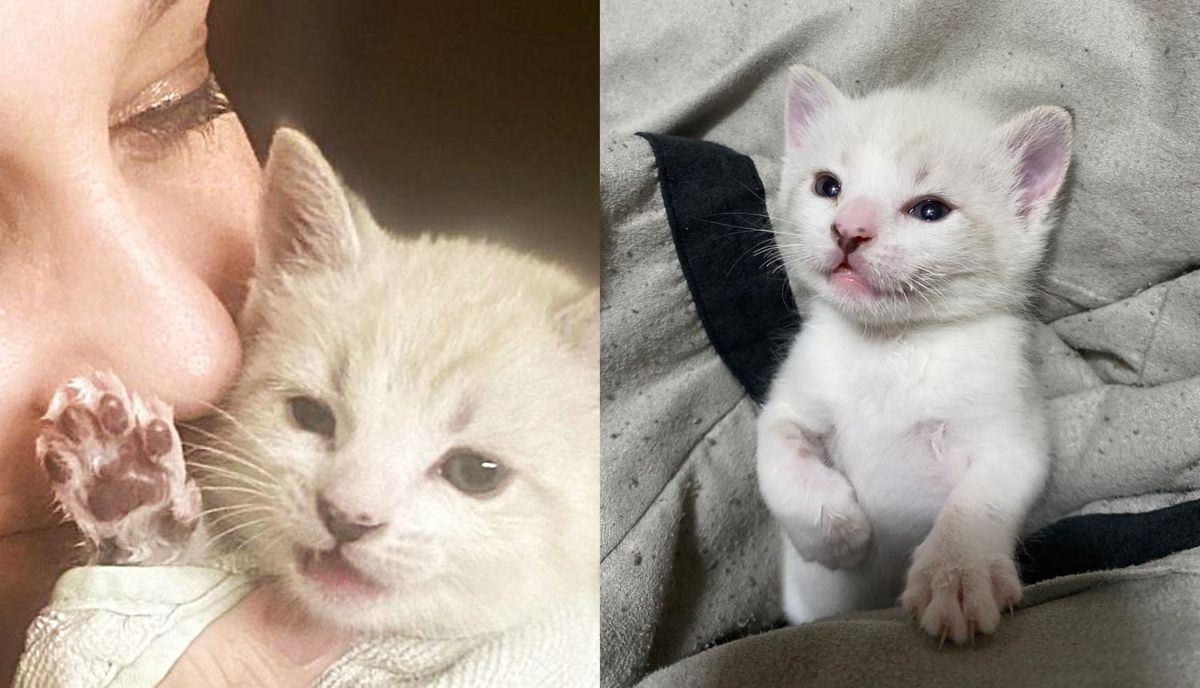 Kitten Shows What a Warrior He is from Being Found Outside as Newborn to Now Living Best Life