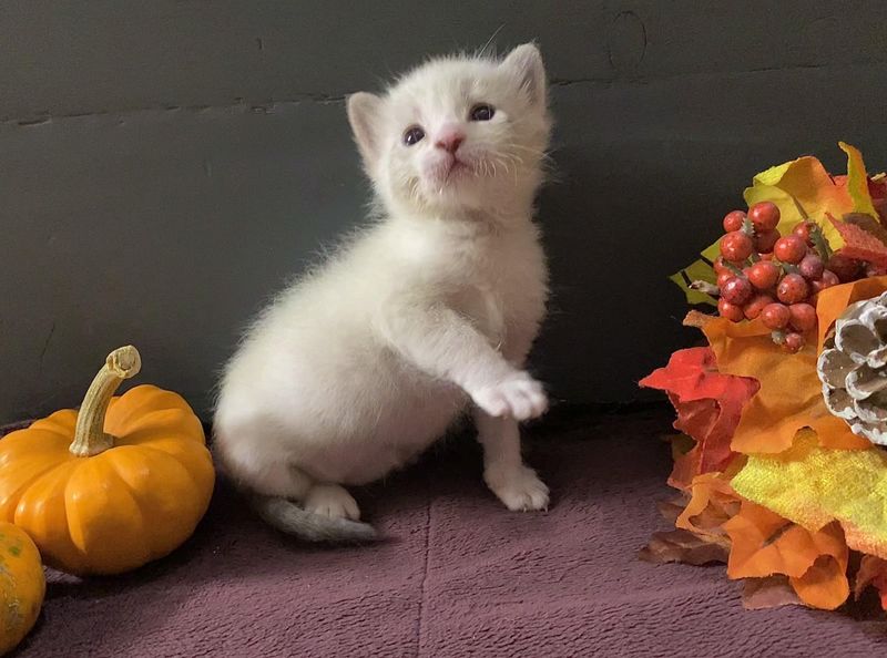 kitten pumpkins