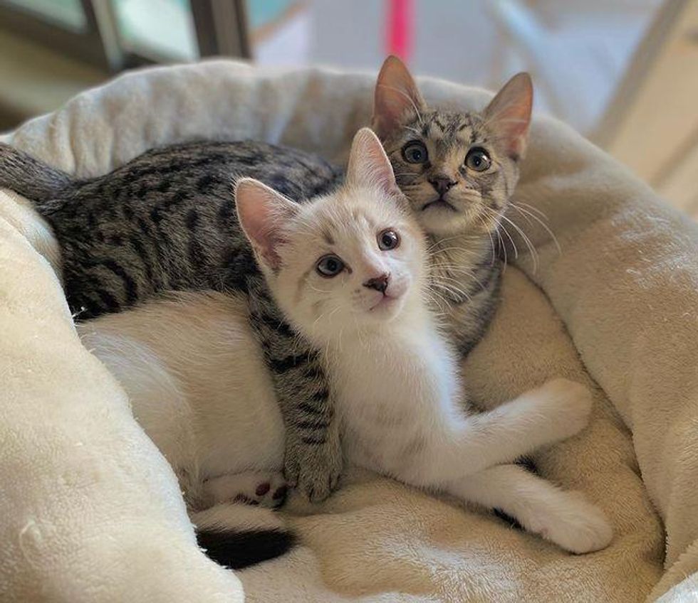 kitten friends