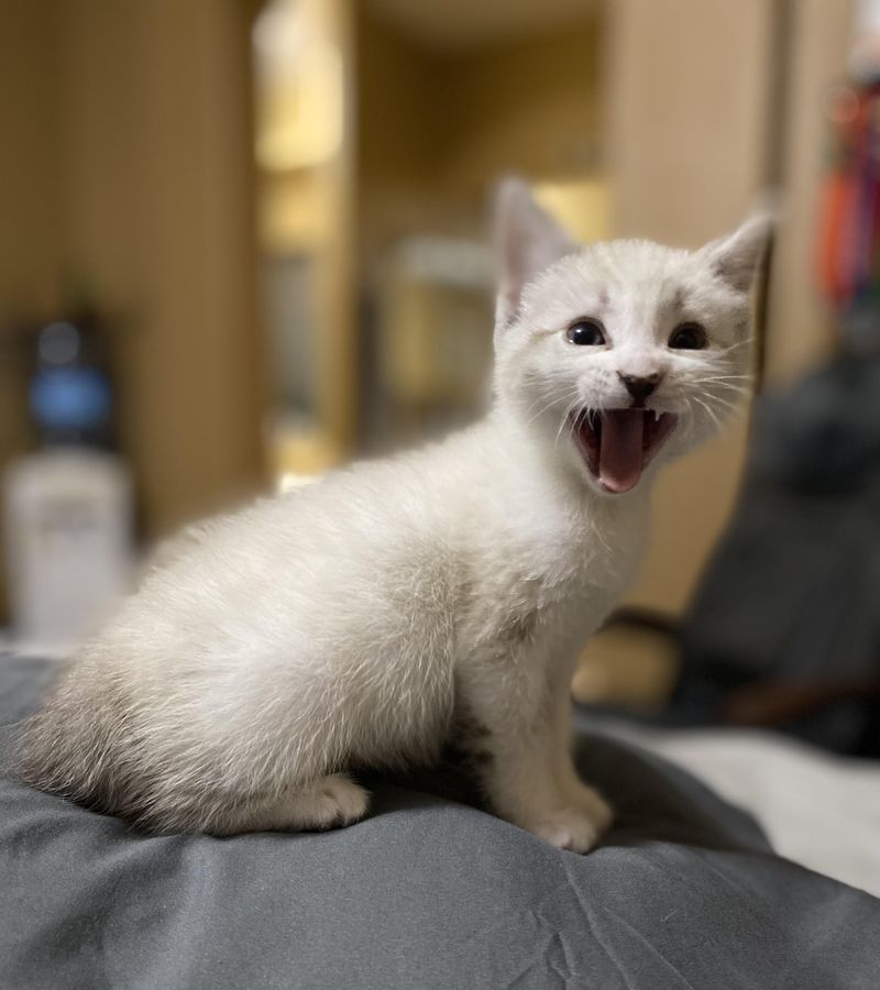 talkative kitten