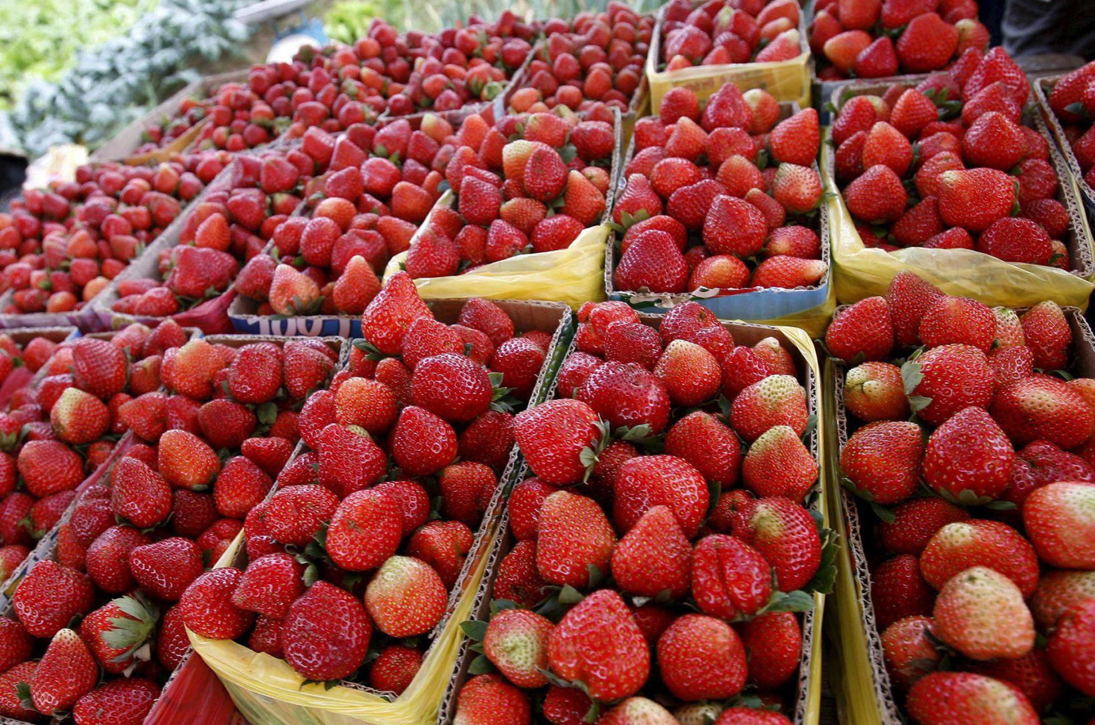 I costi troppo alti mettono a rischio la coltivazione di pomodori e fragole