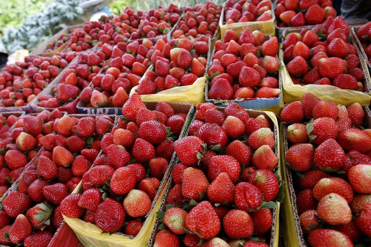 I costi troppo alti mettono a rischio la coltivazione di pomodori e fragole