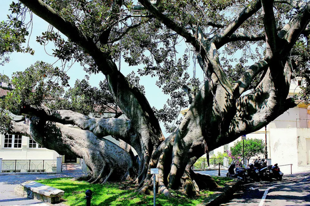 I due «carciofoni» trapiantati a Bordighera