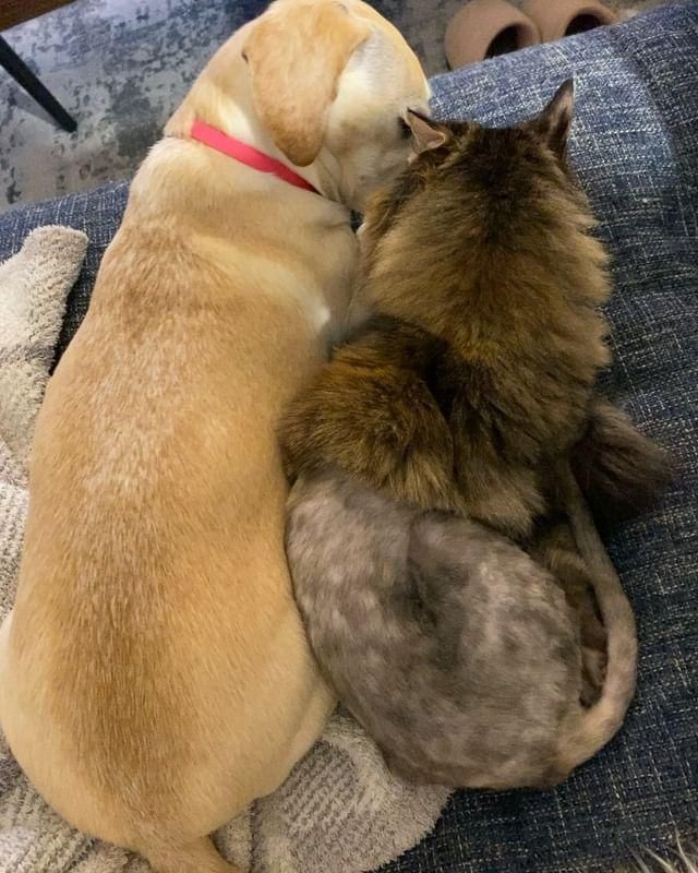 dog and cat cuddles