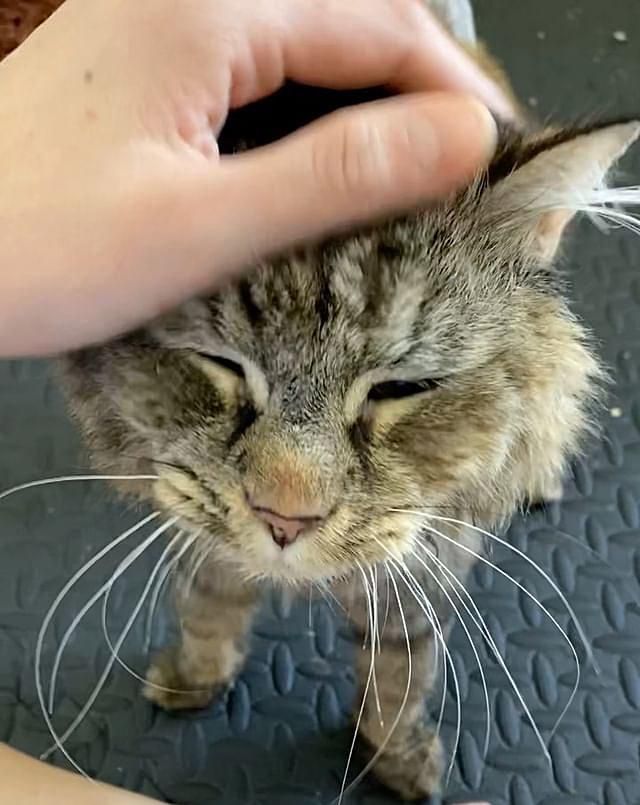 sweet tabby cat