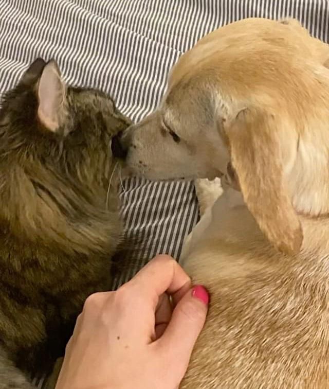 dog kisses cat