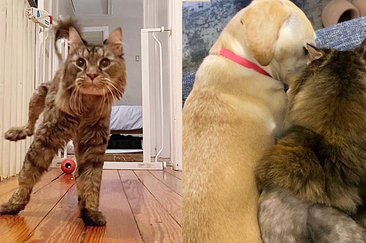 Cat Wobbles Her Way into Hearts of People that Took Her in, and Makes Up for Lost Cuddles with Their Dog